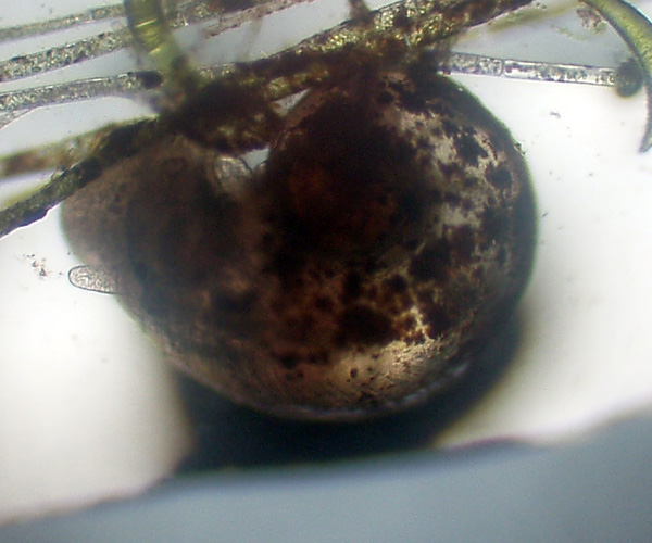 Chiocciole microscopiche